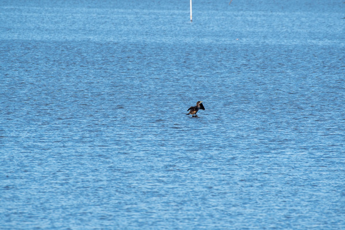 Double-crested Cormorant - Cody Massery