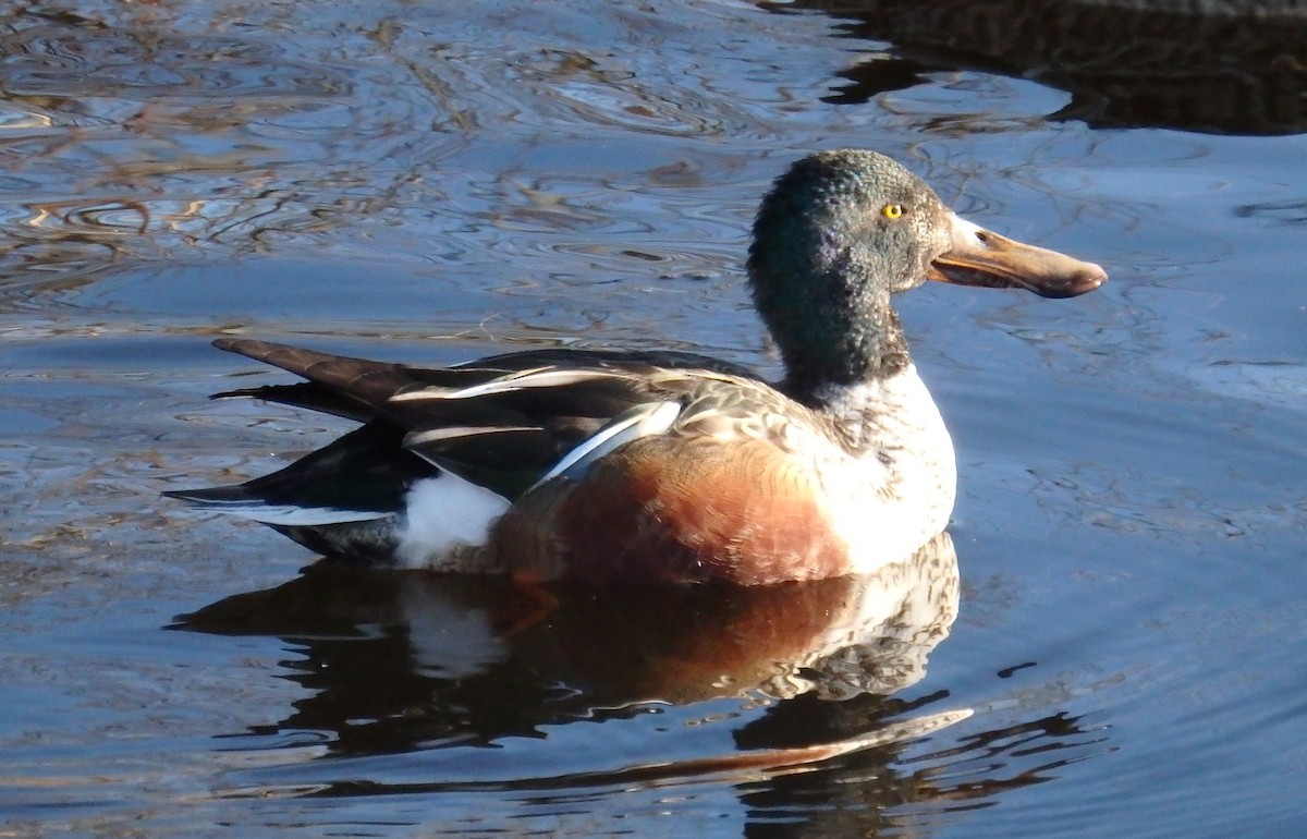 Northern Shoveler - Victoria Vosburg