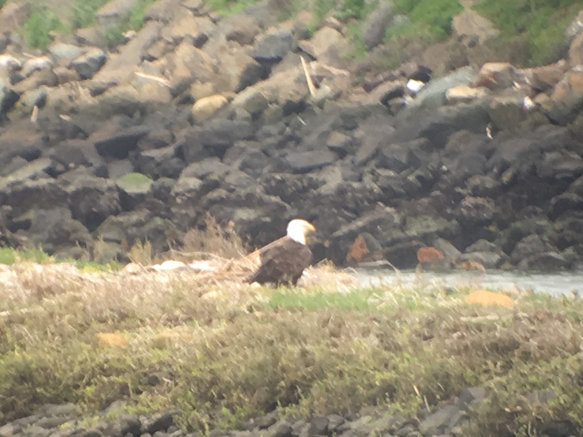 Bald Eagle - ML144081561