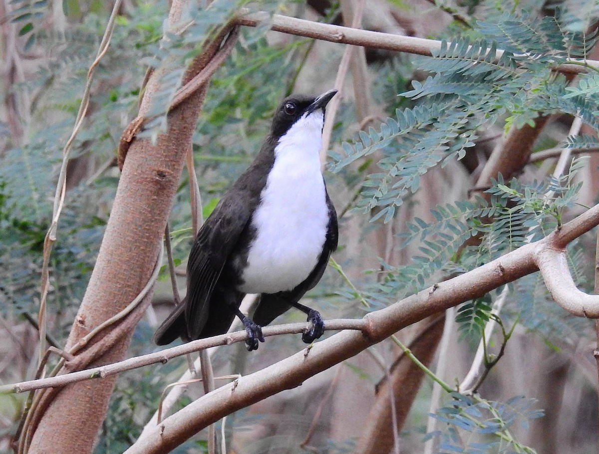 St. Lucia Thrasher - Bob Curry