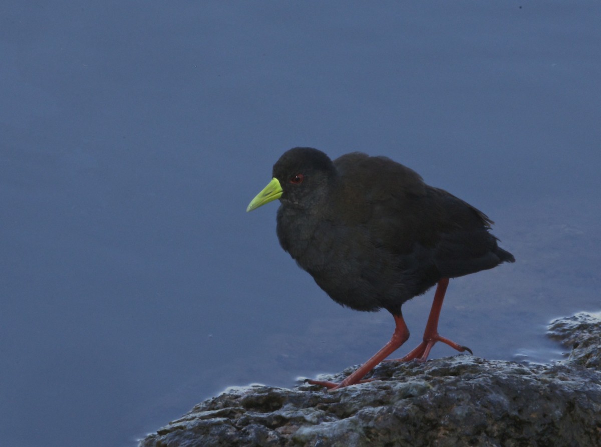 Polluela Negra Africana - ML144083151