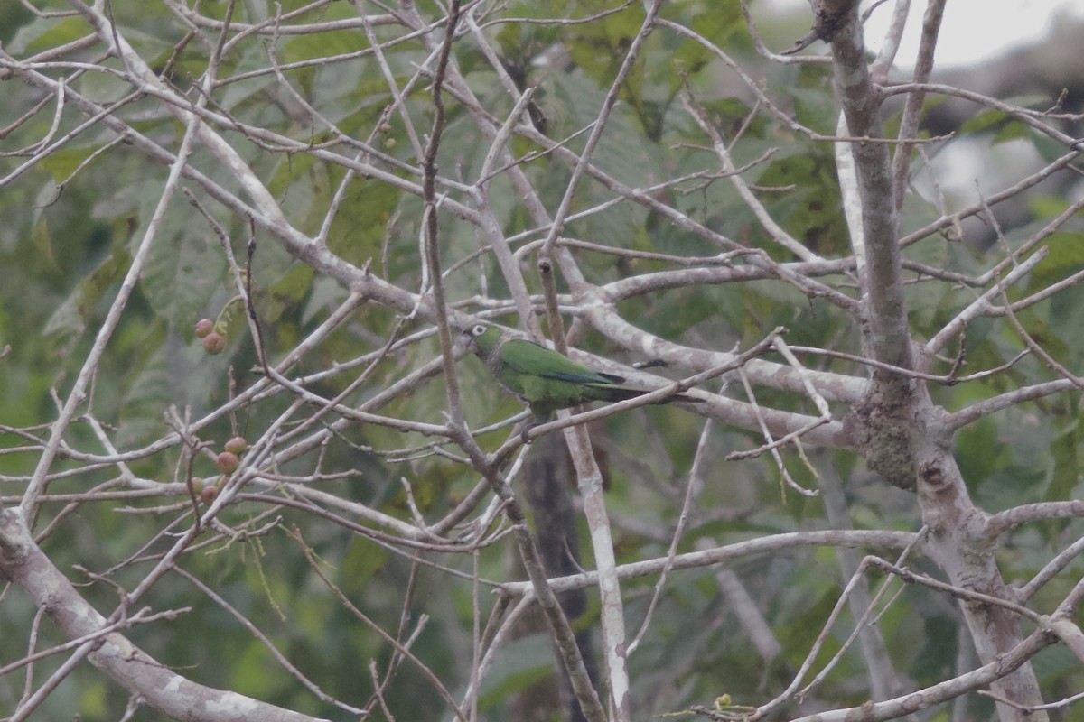 Maroon-tailed Parakeet - Levi Burford