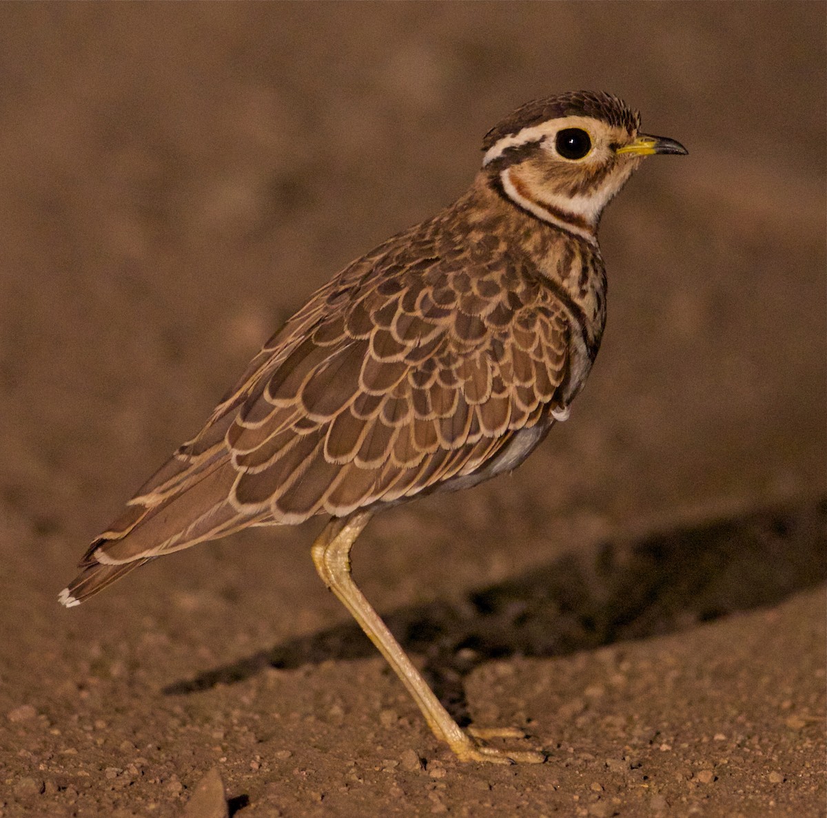 Three-banded Courser - ML144084261