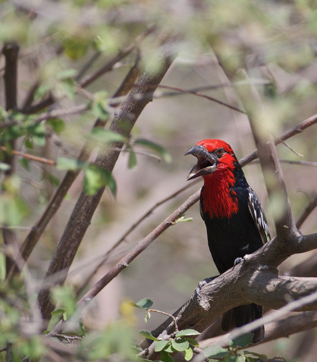 Black-billed Barbet - ML144084691