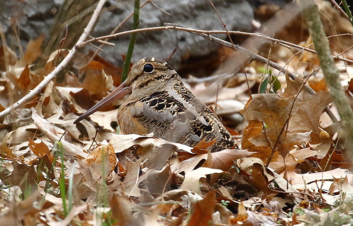 American Woodcock - ML144085611