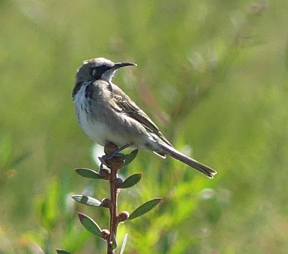 Tawny-crowned Honeyeater - ML144086241