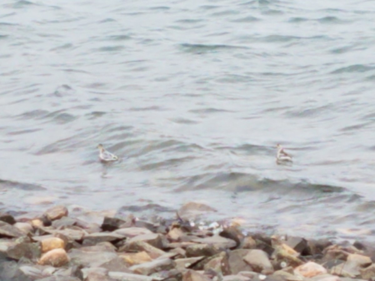 Red Phalarope - ML144087581