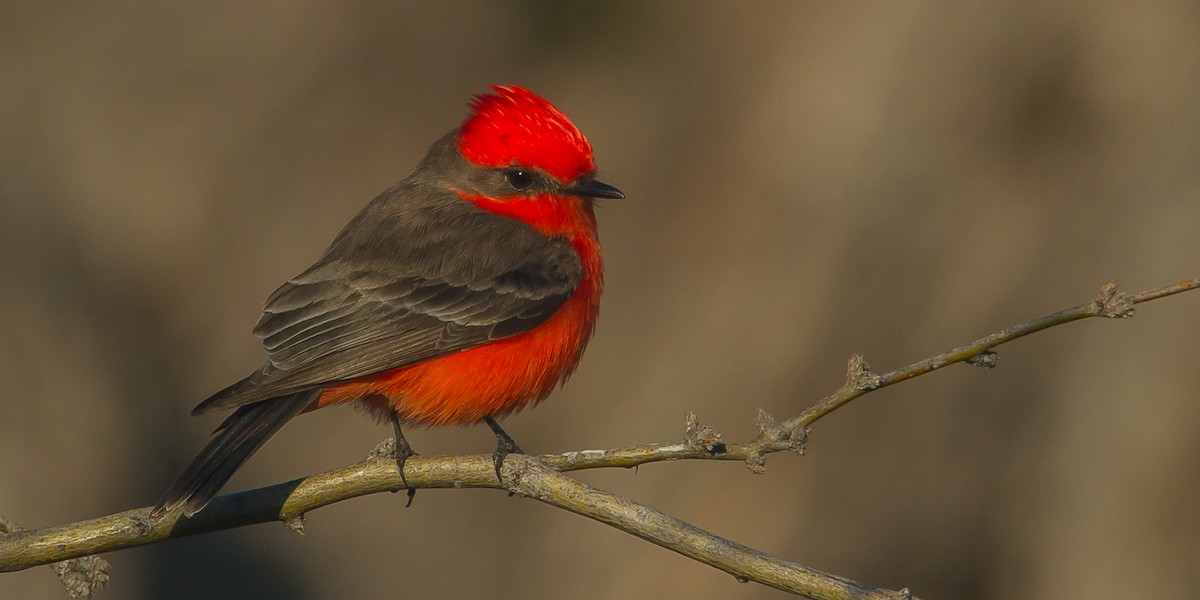 Vermilion Flycatcher - Jason Jablonski