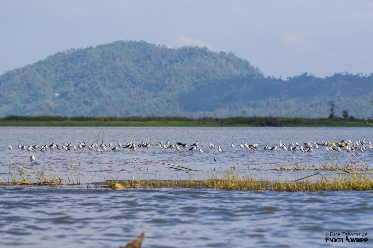 Black-winged Stilt - ML144090151