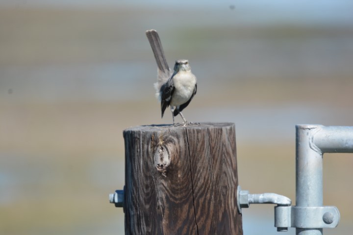 Northern Mockingbird - ML144090301