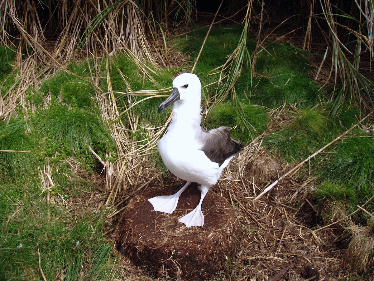 Atlantic Yellow-nosed Albatross - John Drummond