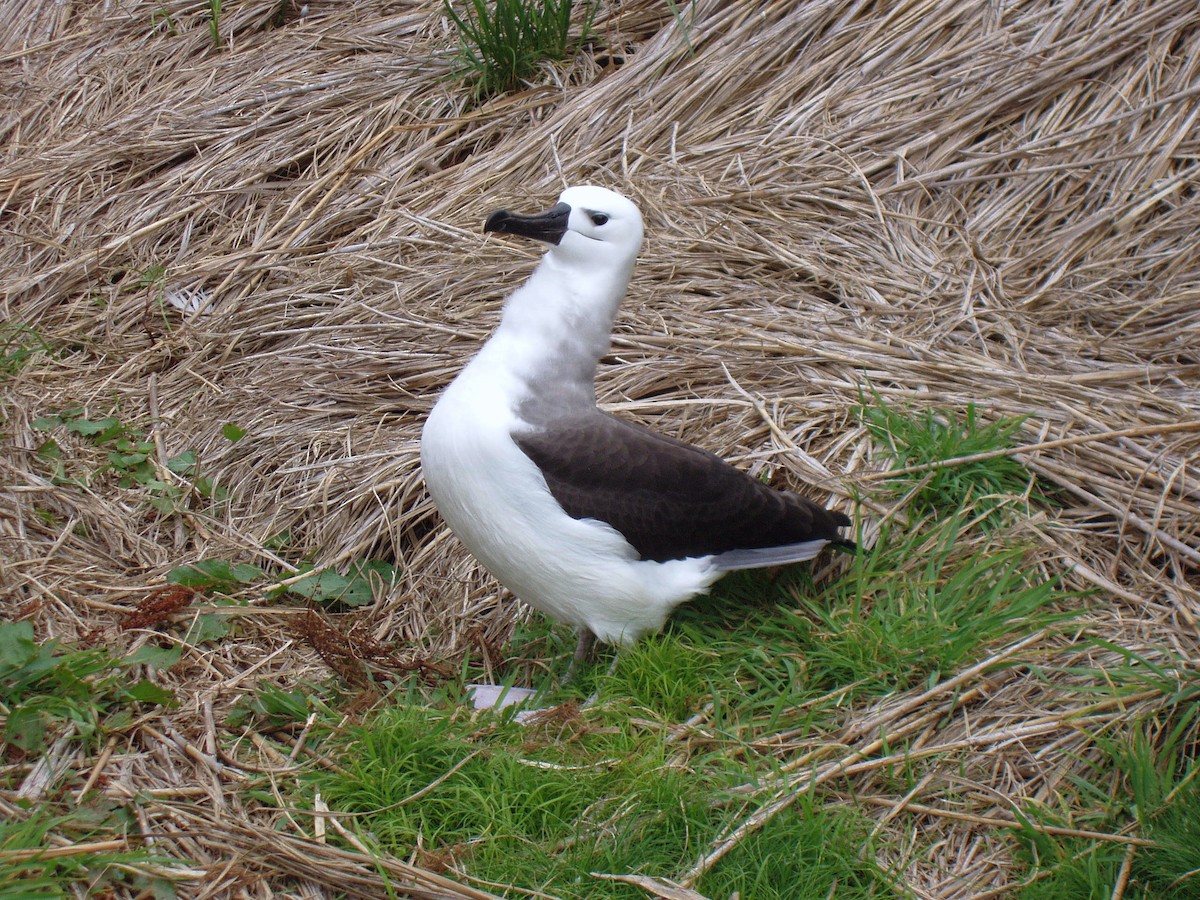 Atlantic Yellow-nosed Albatross - John Drummond