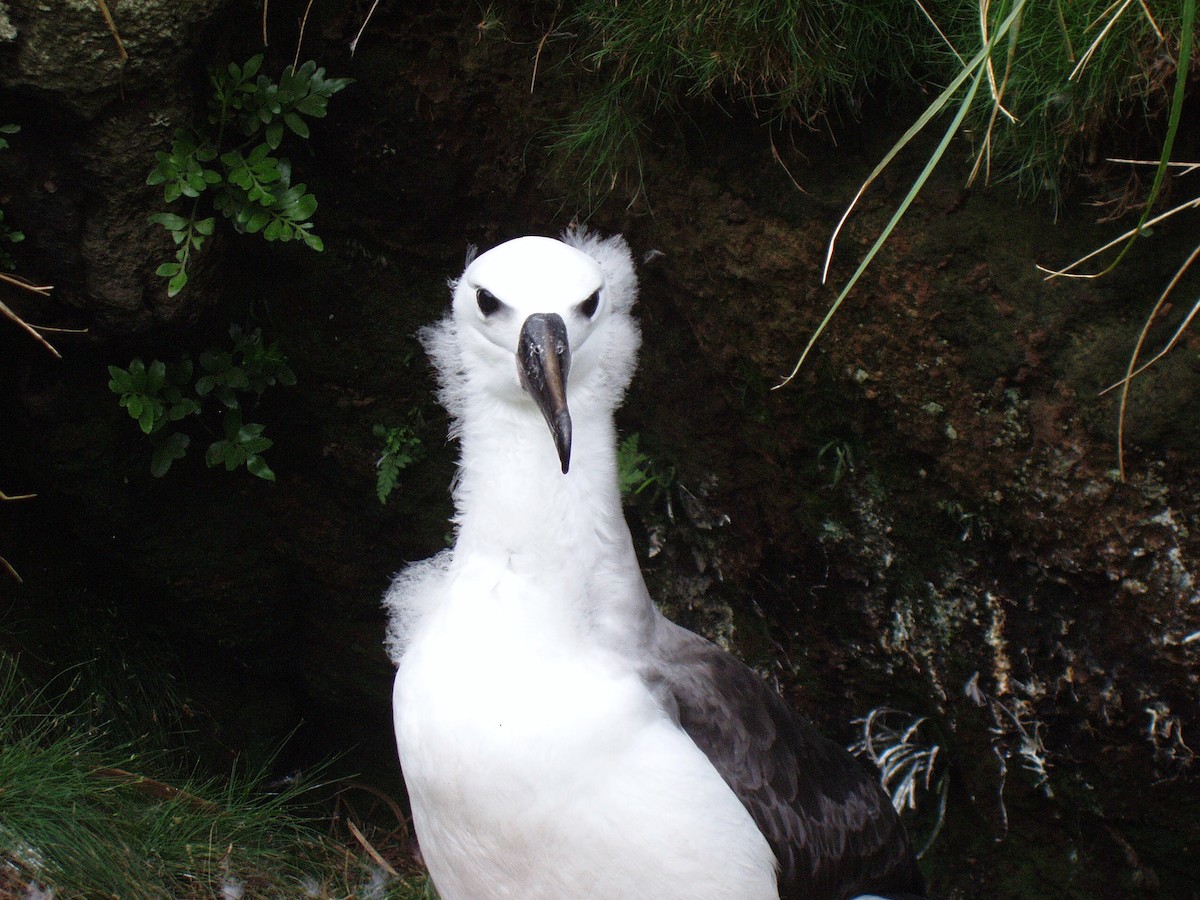 Atlantic Yellow-nosed Albatross - John Drummond