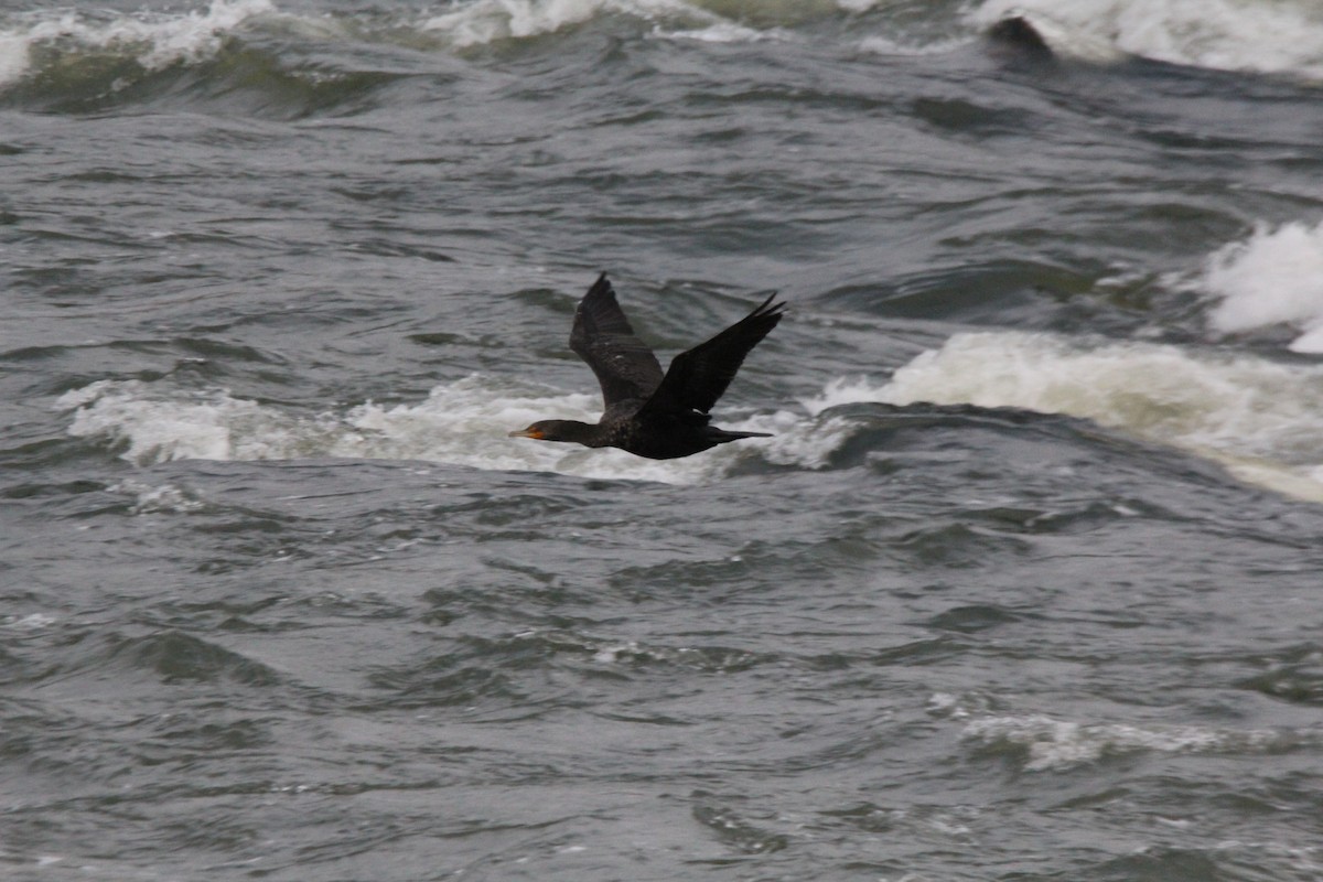 Double-crested Cormorant - ML144092481