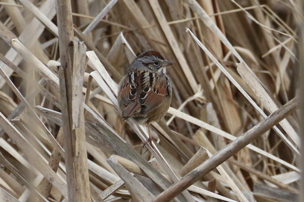 Swamp Sparrow - ML144094561