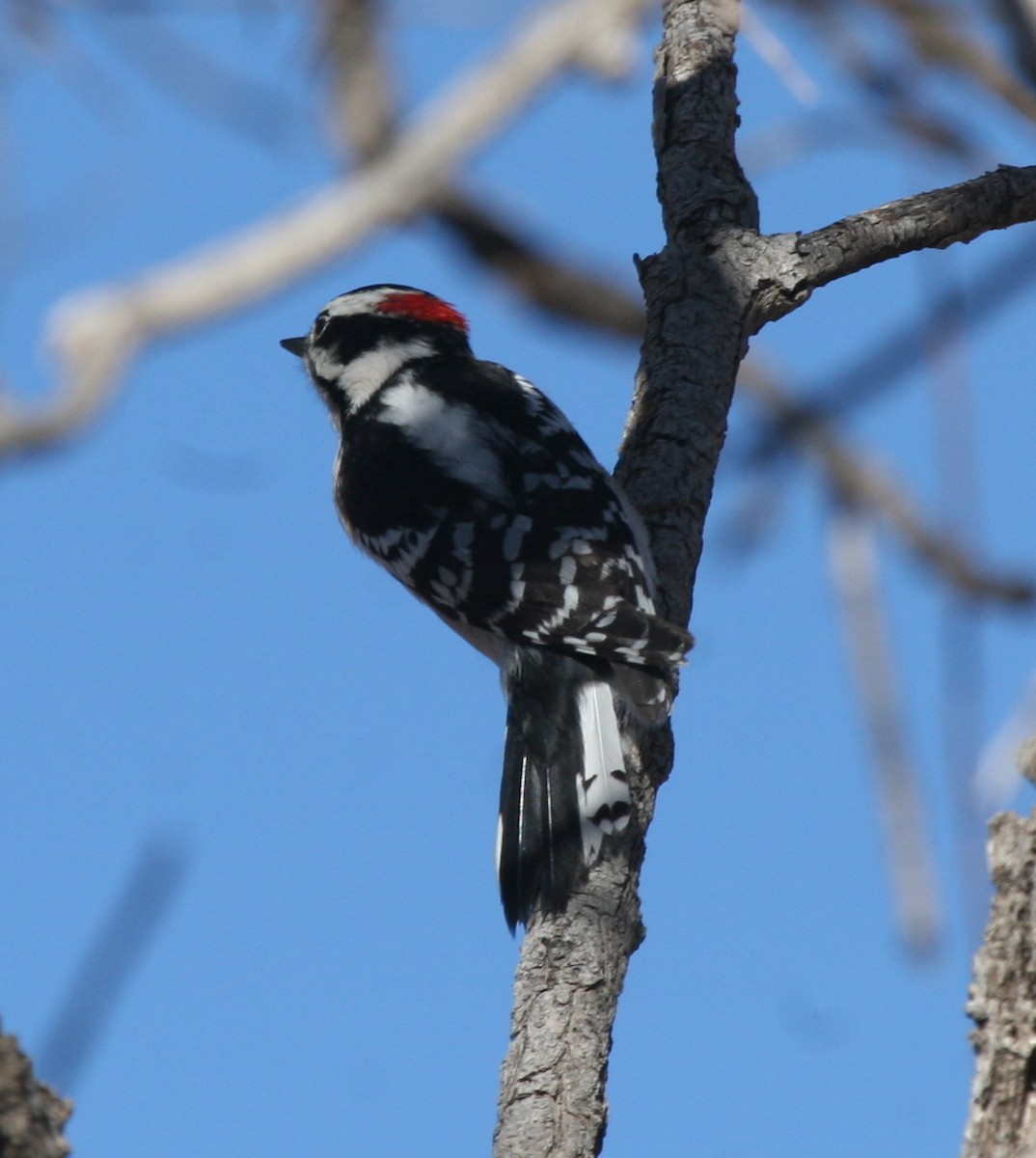 Downy Woodpecker (Eastern) - ML144095871