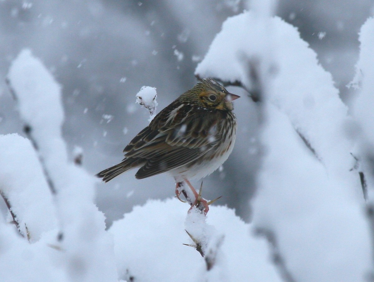 Baird's Sparrow - ML144096051