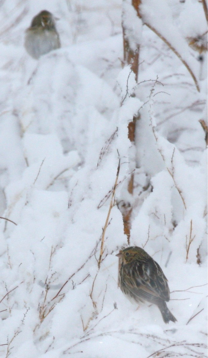 Baird's Sparrow - ML144096071