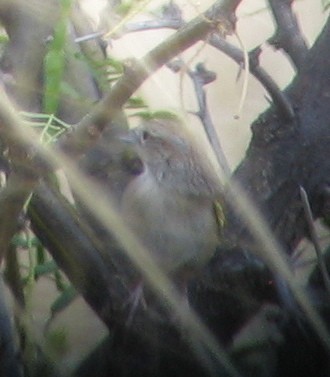 Botteri's Sparrow - ML144096931