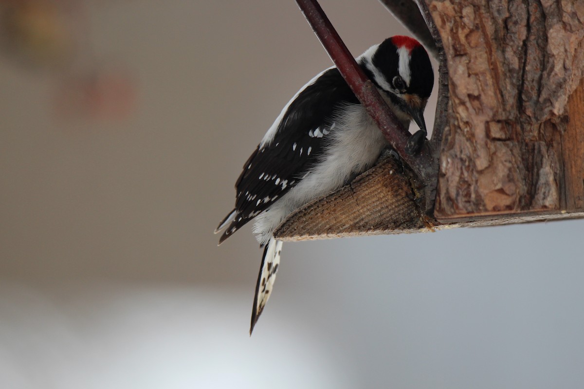 Downy Woodpecker - ML144099121