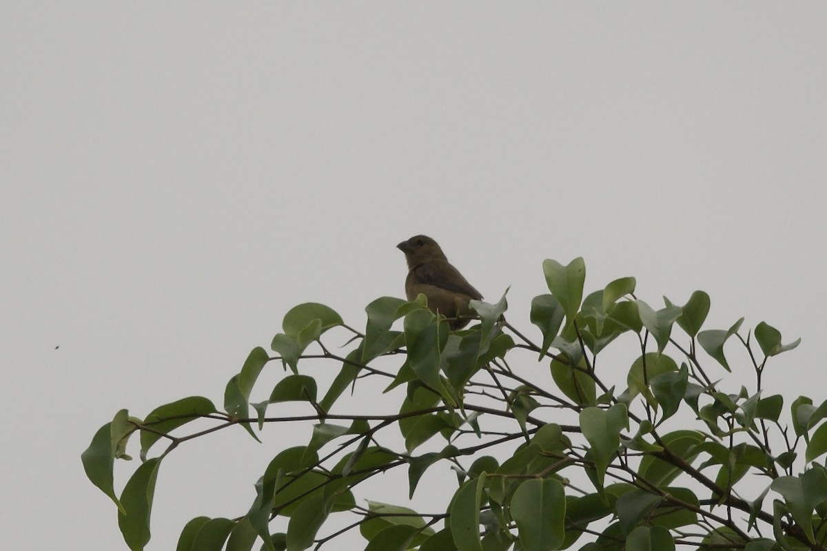 Chestnut-bellied Seed-Finch - ML144099261