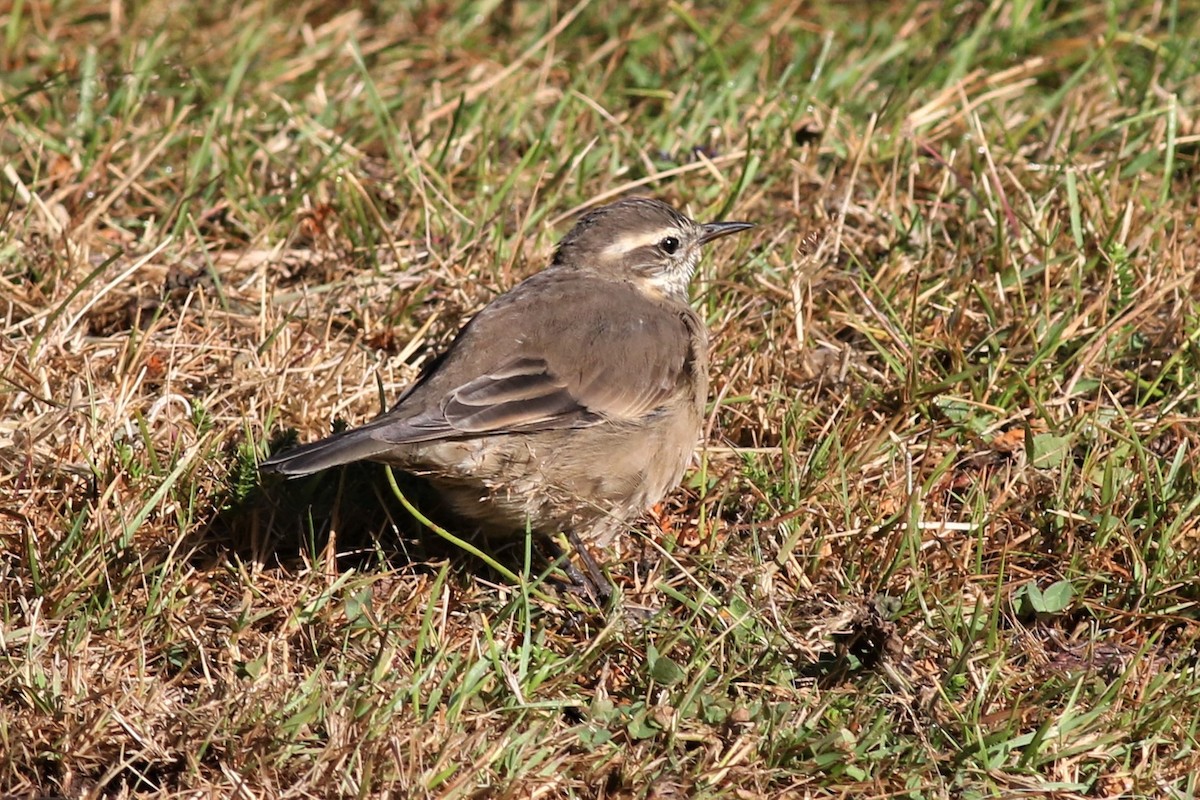 cinclode sp. - ML144100691