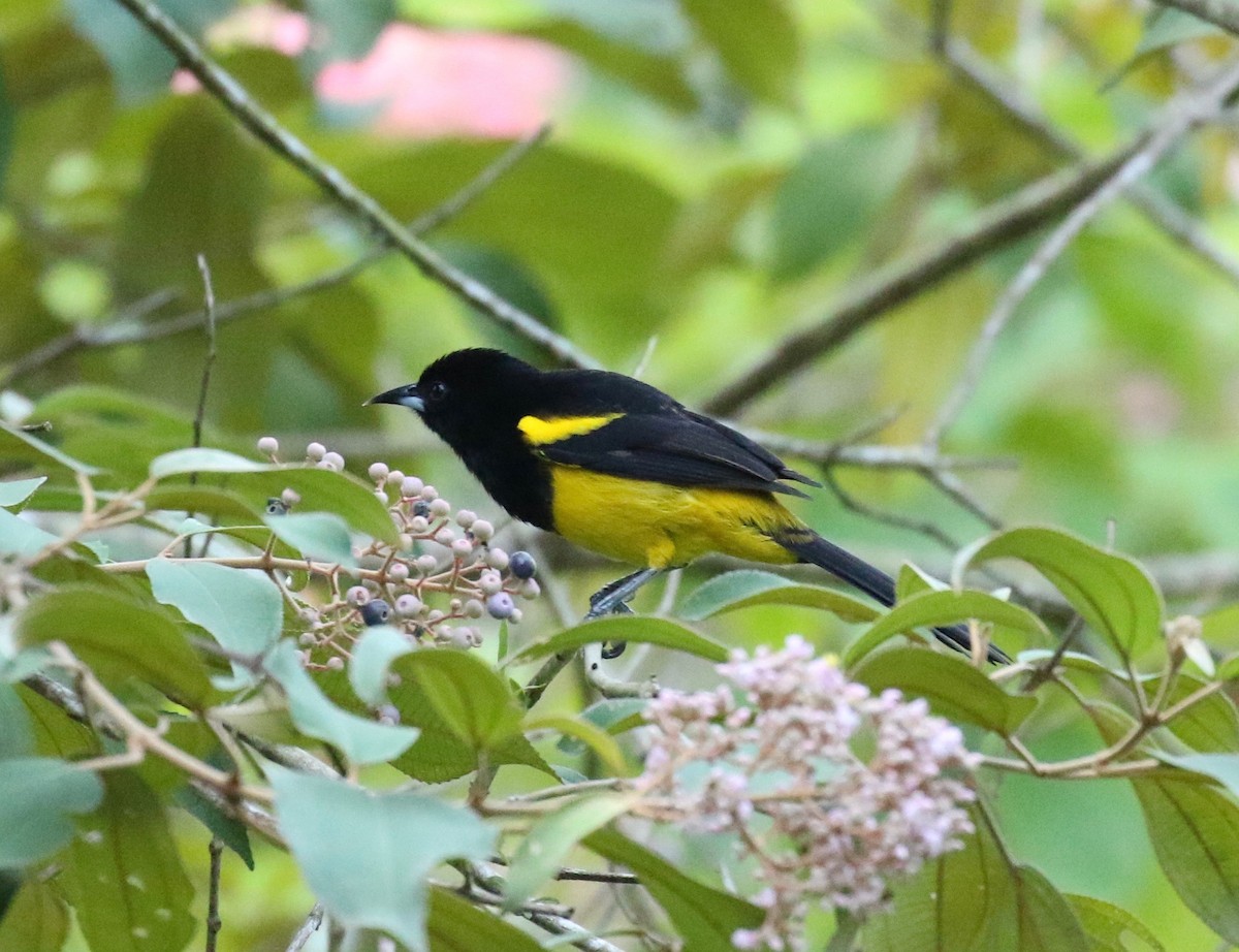 Black-cowled Oriole - ML144101441