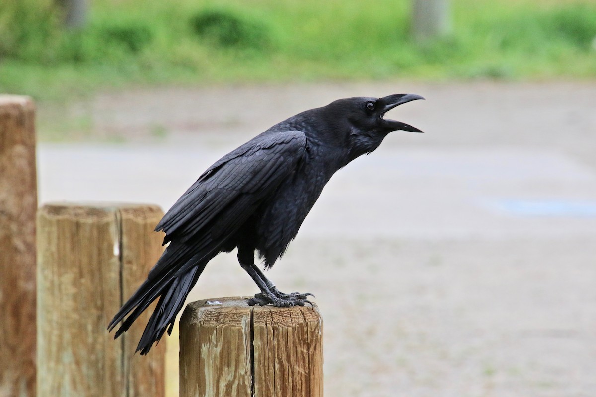 Common Raven - ML144103931