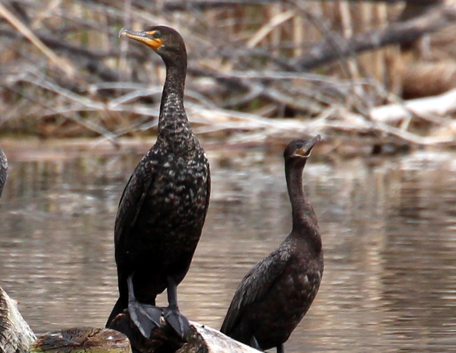 Double-crested Cormorant - ML144104491