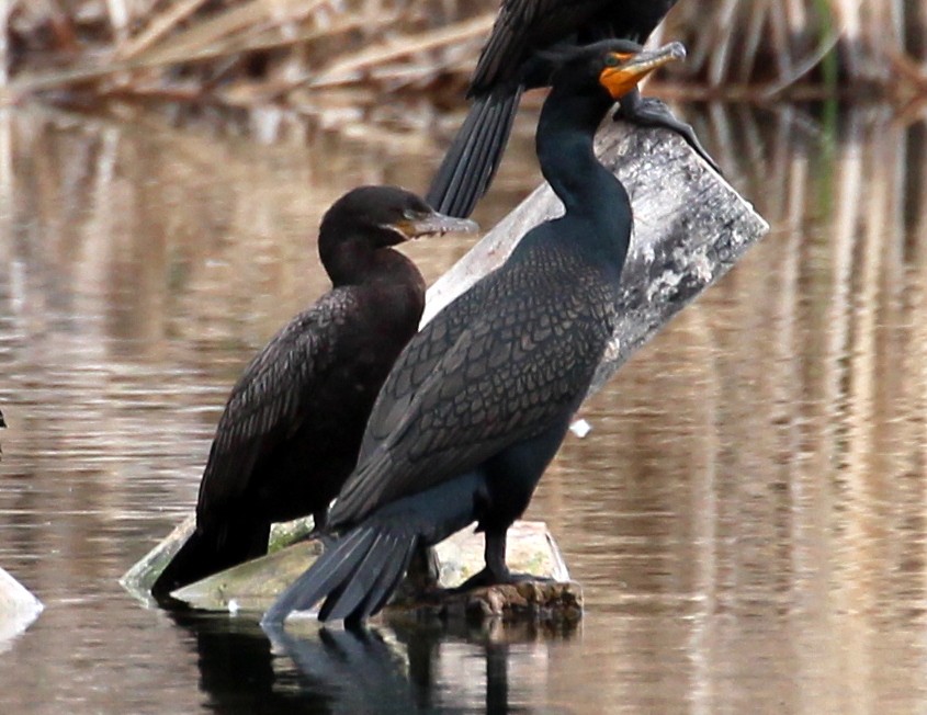 Double-crested Cormorant - ML144104601