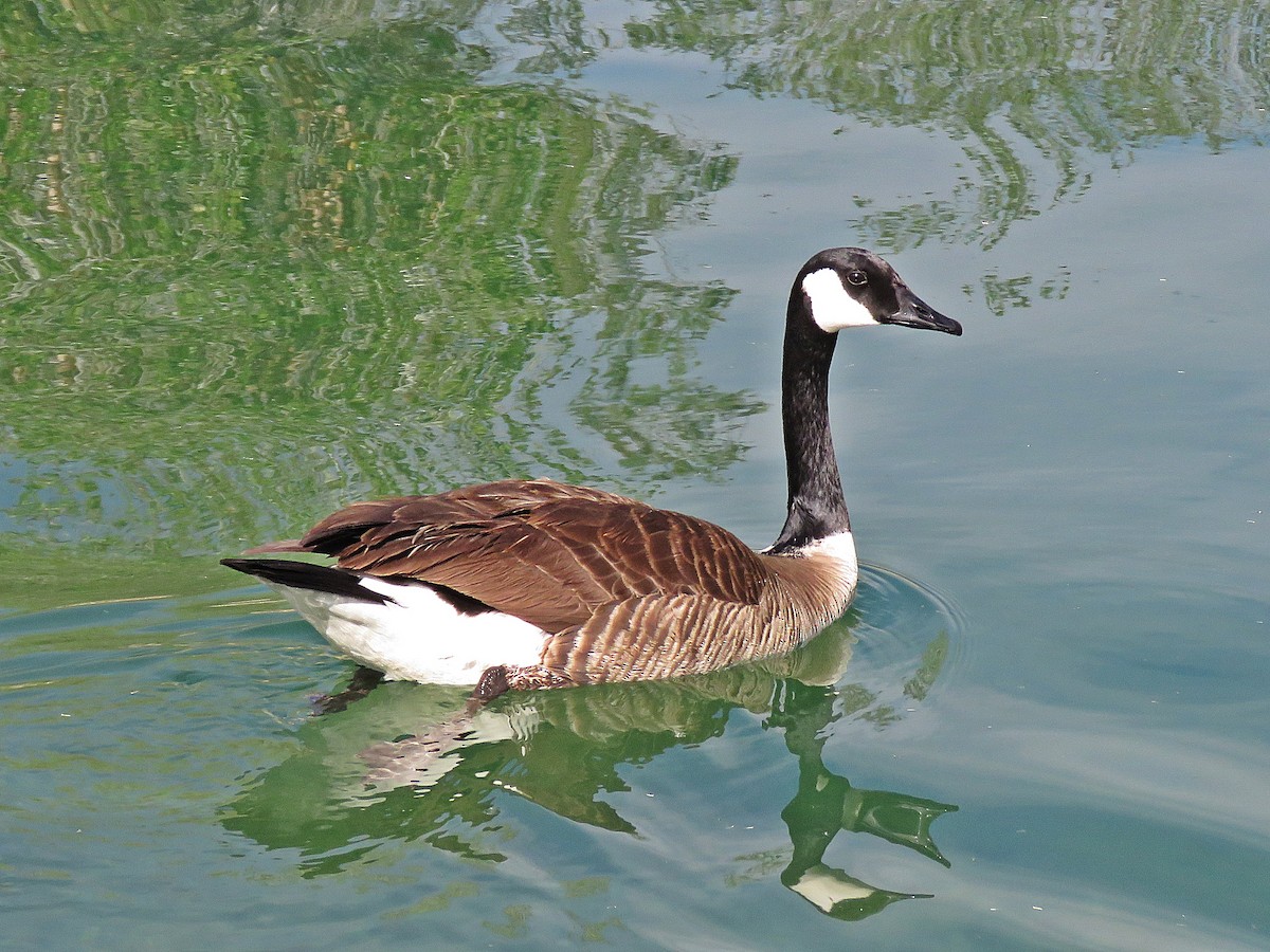 Canada Goose - ML144105051