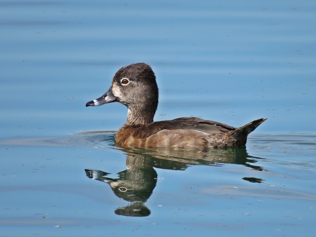 Ring-necked Duck - ML144105111