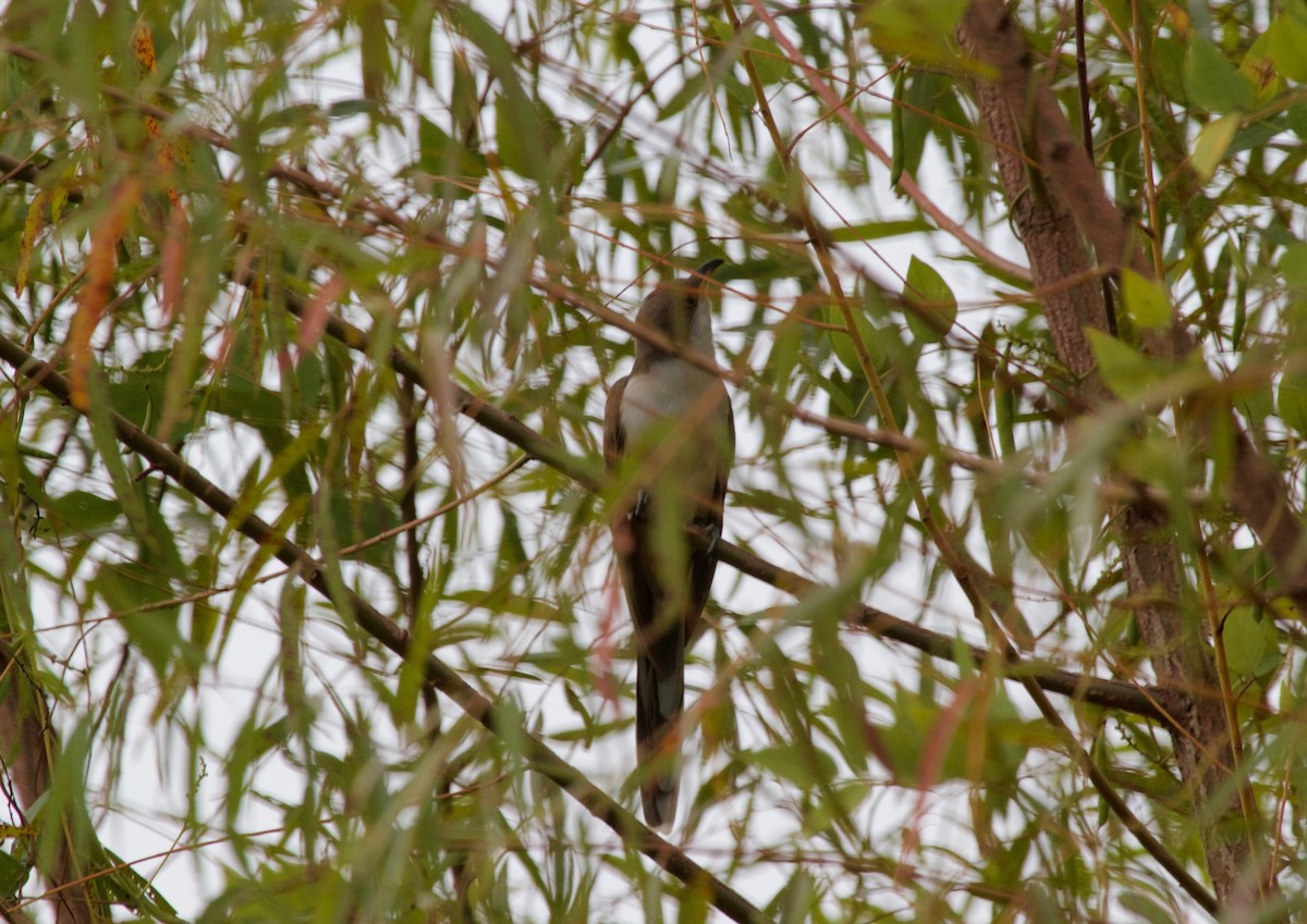 Yellow-billed Cuckoo - Gary Brunvoll