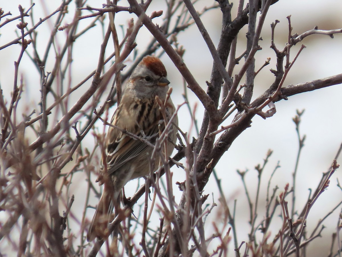 American Tree Sparrow - ML144106031