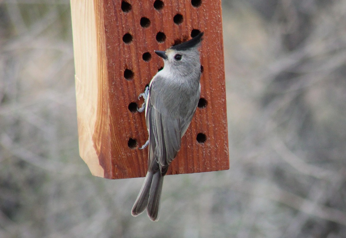 Black-crested Titmouse - ML144106111