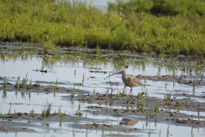 Long-billed Curlew - ML144106741