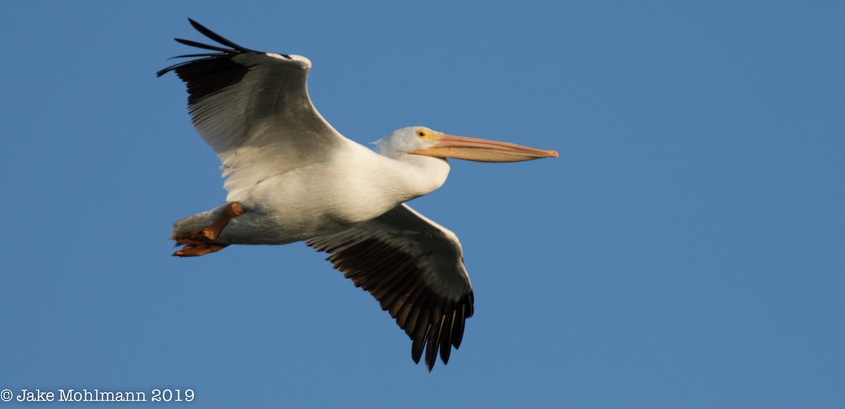 American White Pelican - ML144107791