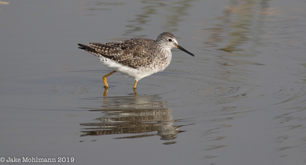 Lesser Yellowlegs - ML144108221