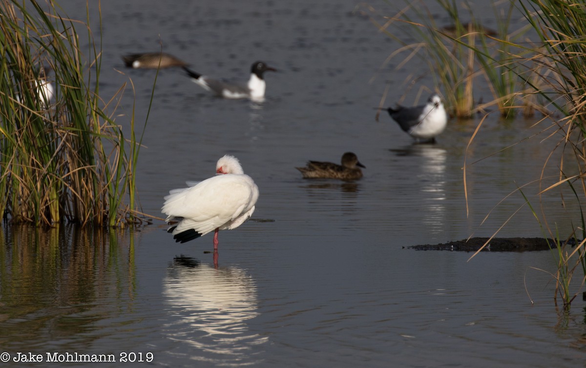 White Ibis - ML144108551