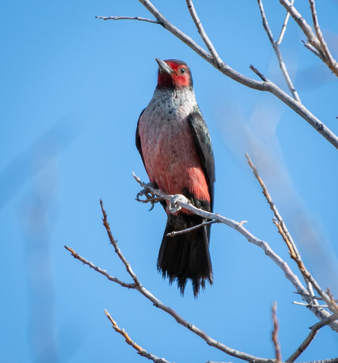 Lewis's Woodpecker - Mary McSparen