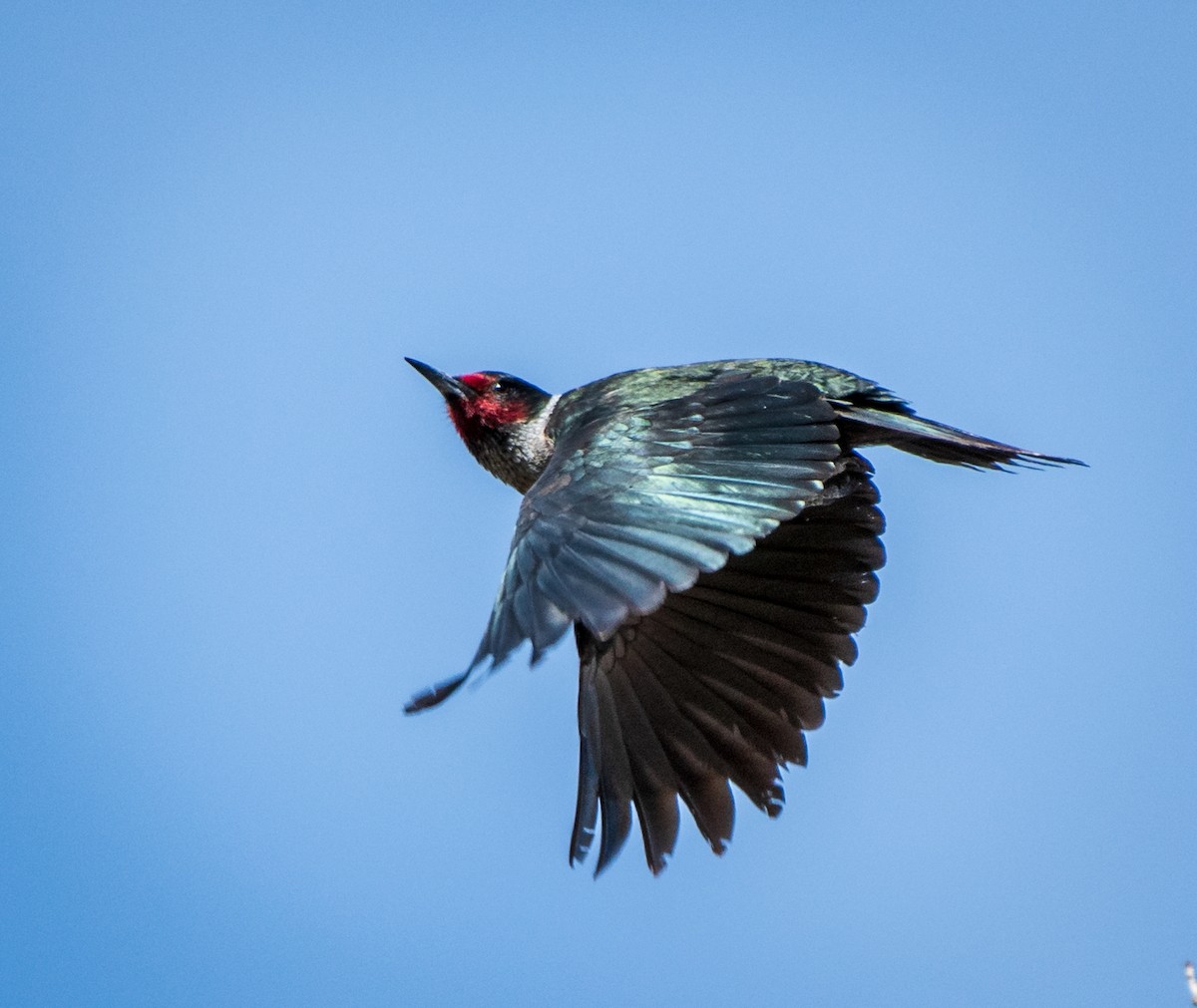 Lewis's Woodpecker - ML144110721