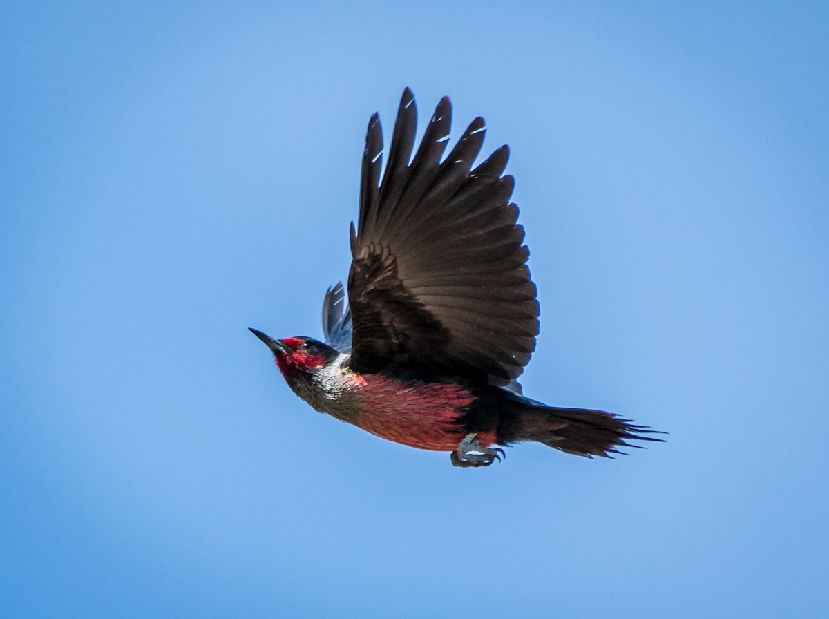 Lewis's Woodpecker - ML144110741