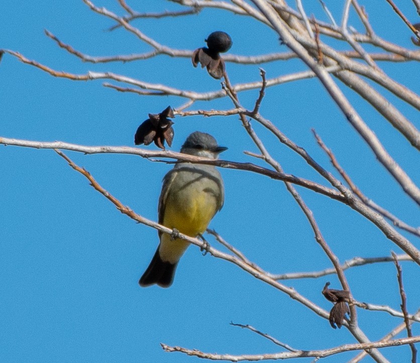 Cassin's Kingbird - ML144110801