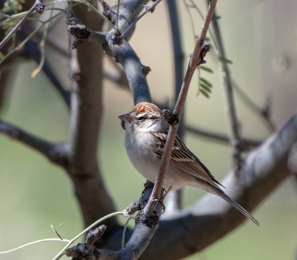 Chipping Sparrow - ML144112281