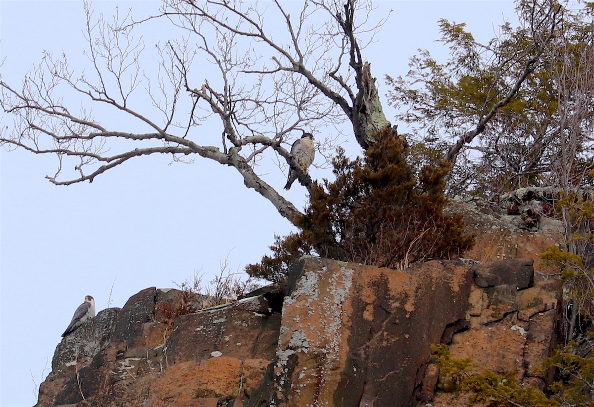 Peregrine Falcon - ML144113721