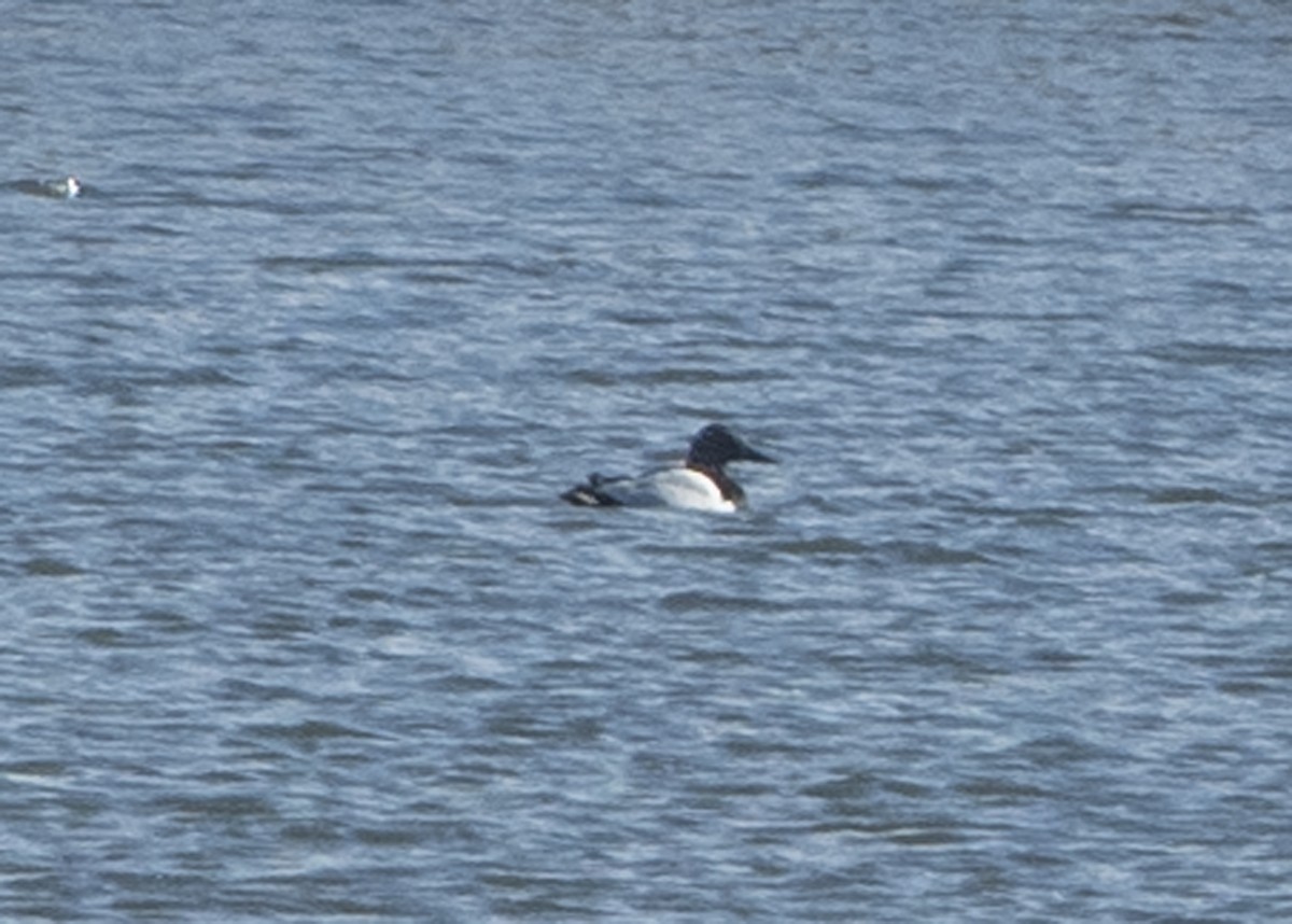 Canvasback - Michael Linz