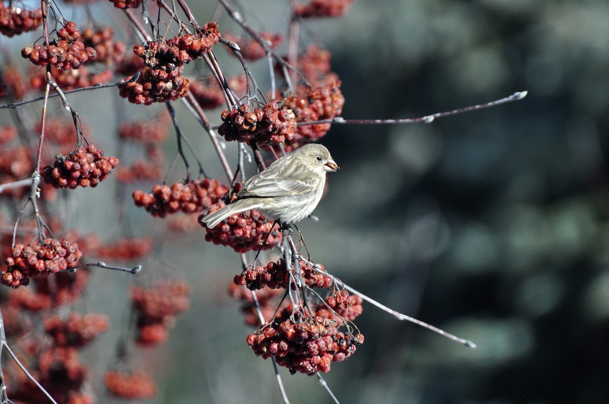 House Finch - ML144117021