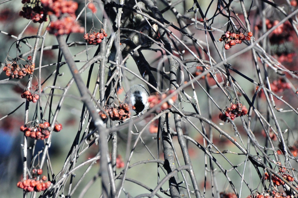 Black-capped Chickadee - ML144117221