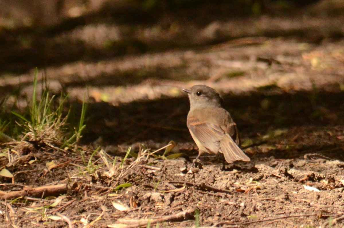 Patagonian Tyrant - ML144117331
