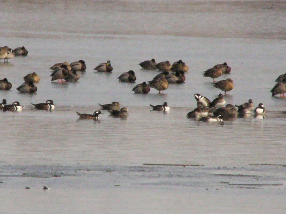 Hooded Merganser - ML144117421